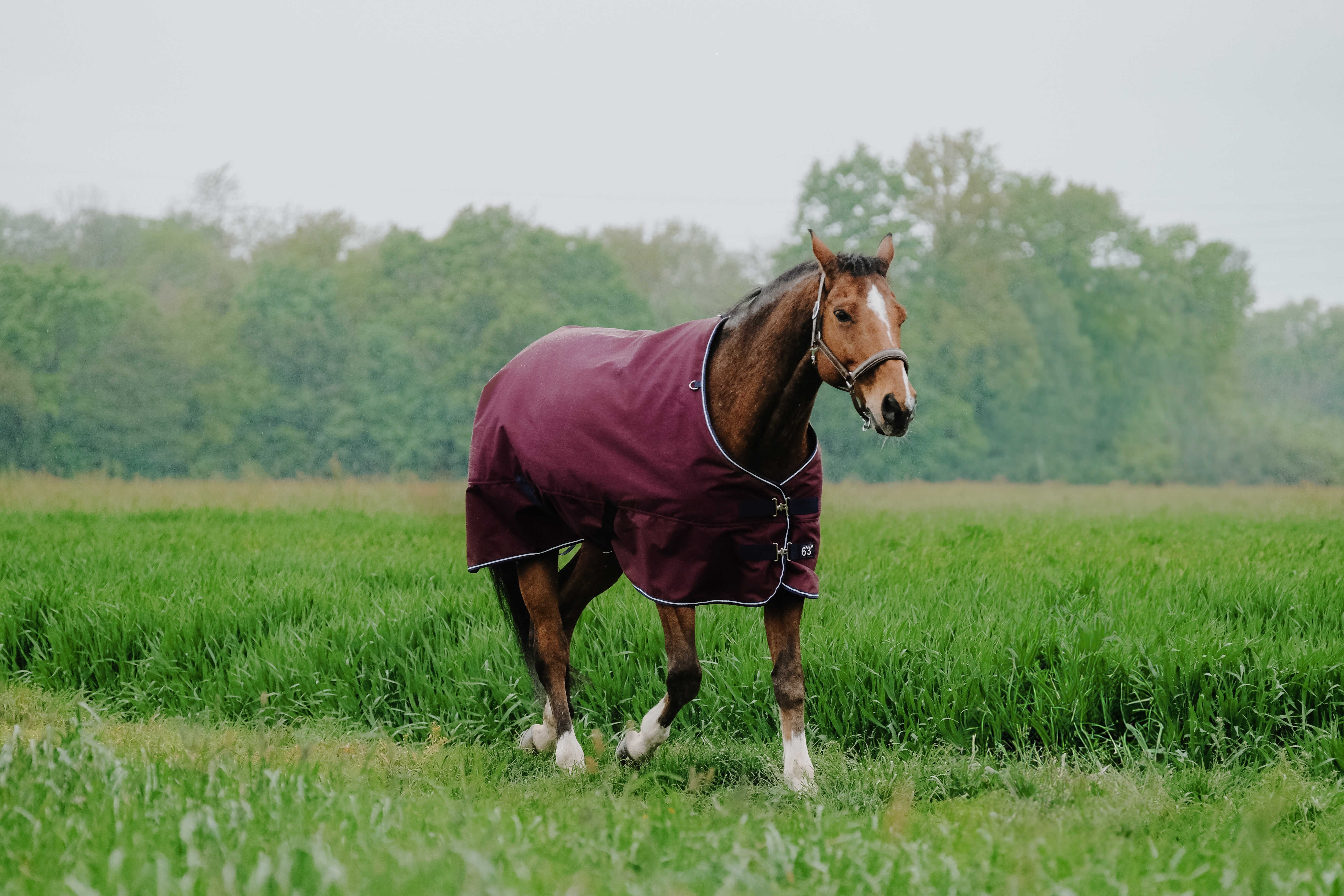 Equitheme Tyrex 1200 D Turnout Rug, 450 g Burgundy