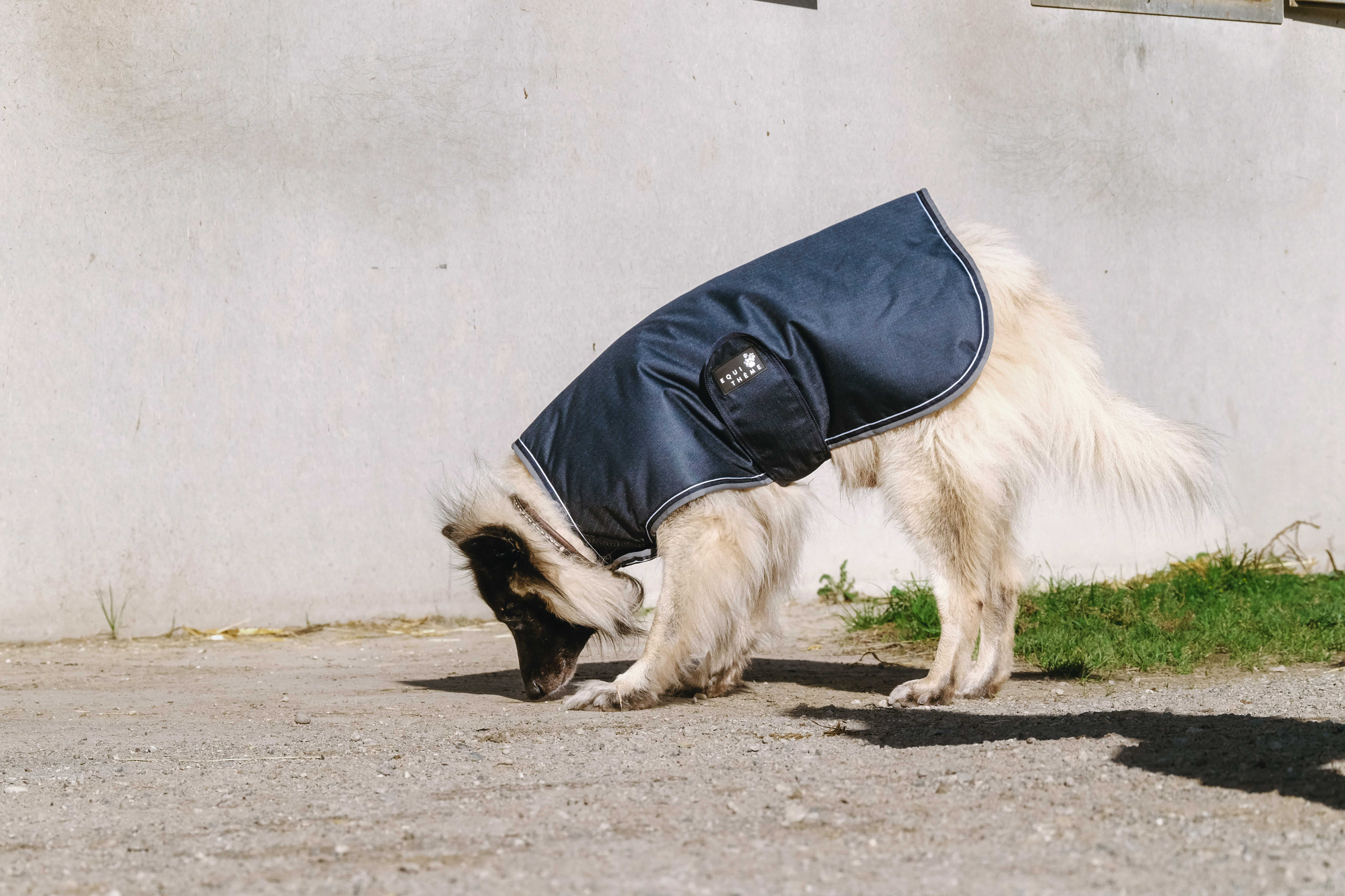 Equitheme Tyrex 600 D Dog Rug Blue/grey - 2
