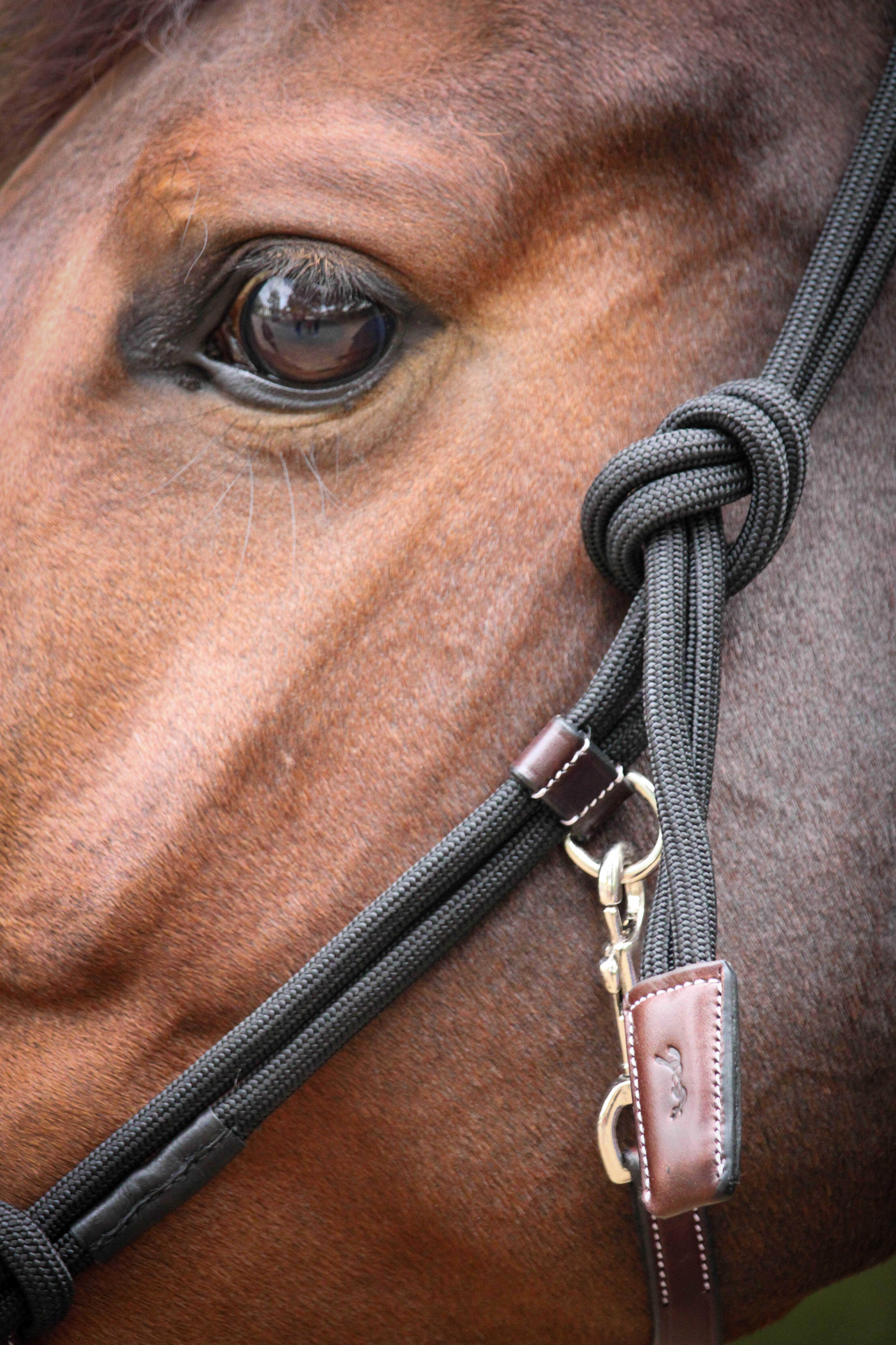 Penelope Repgrimma Havana