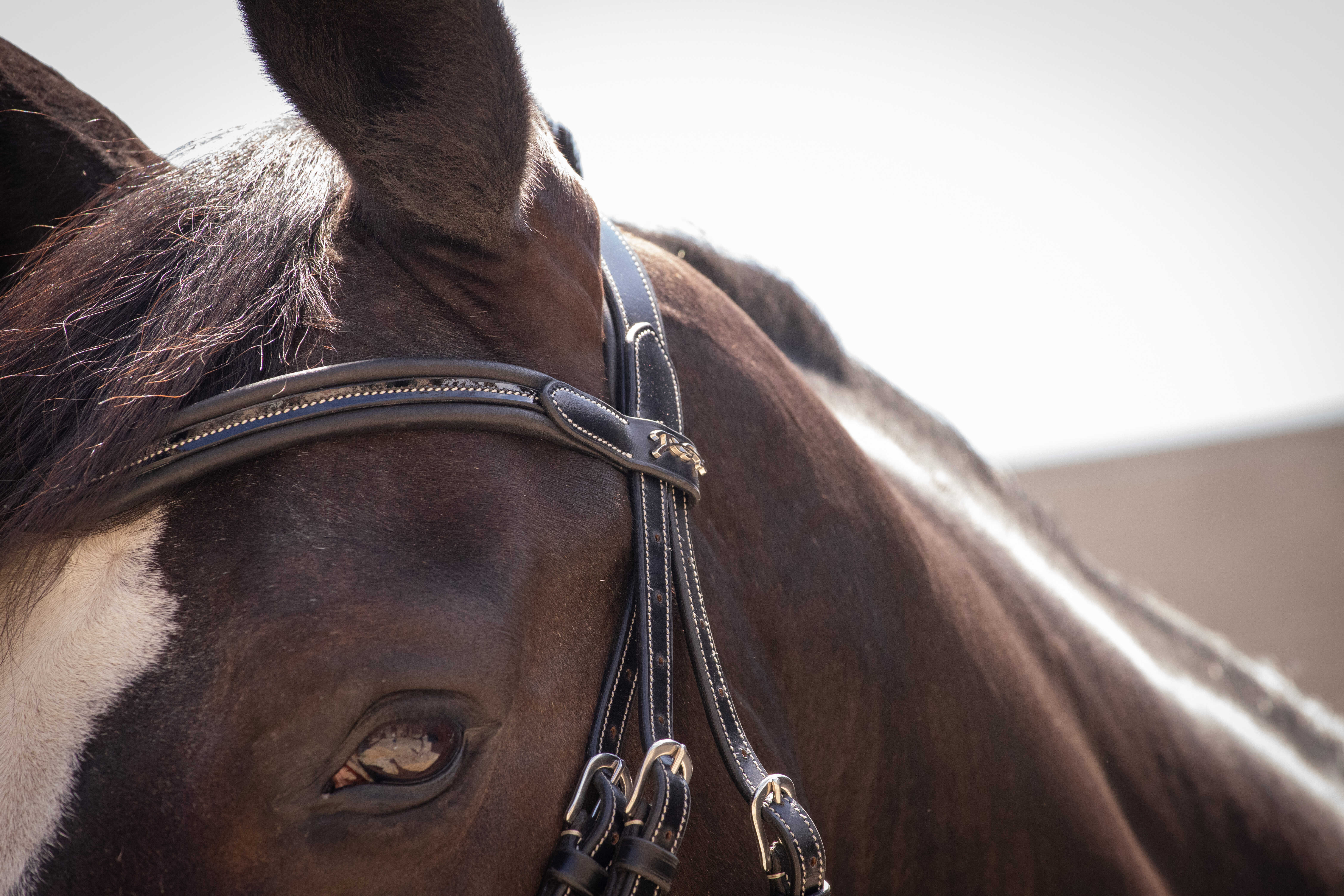 Penelope Smoothie Bridle Black - 5