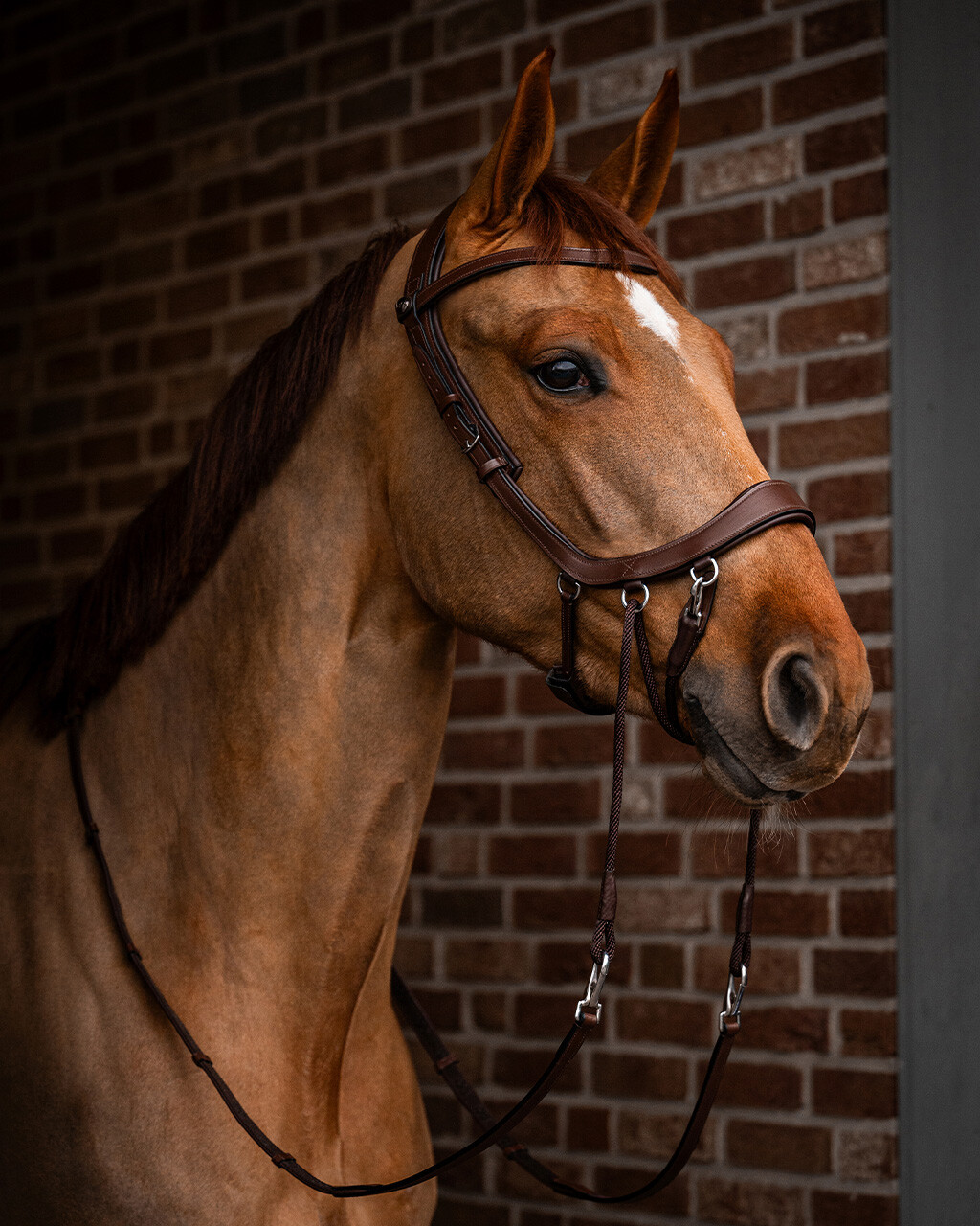 Bitless Bridle / Sidepull PresTEQ Faysport Anatomical, brun - 21