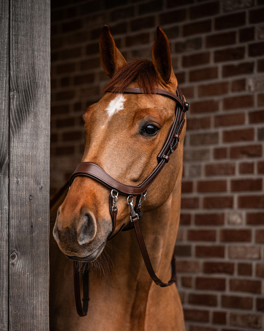 Bitless Bridle / Sidepull PresTEQ Faysport Anatomical, brun - 19
