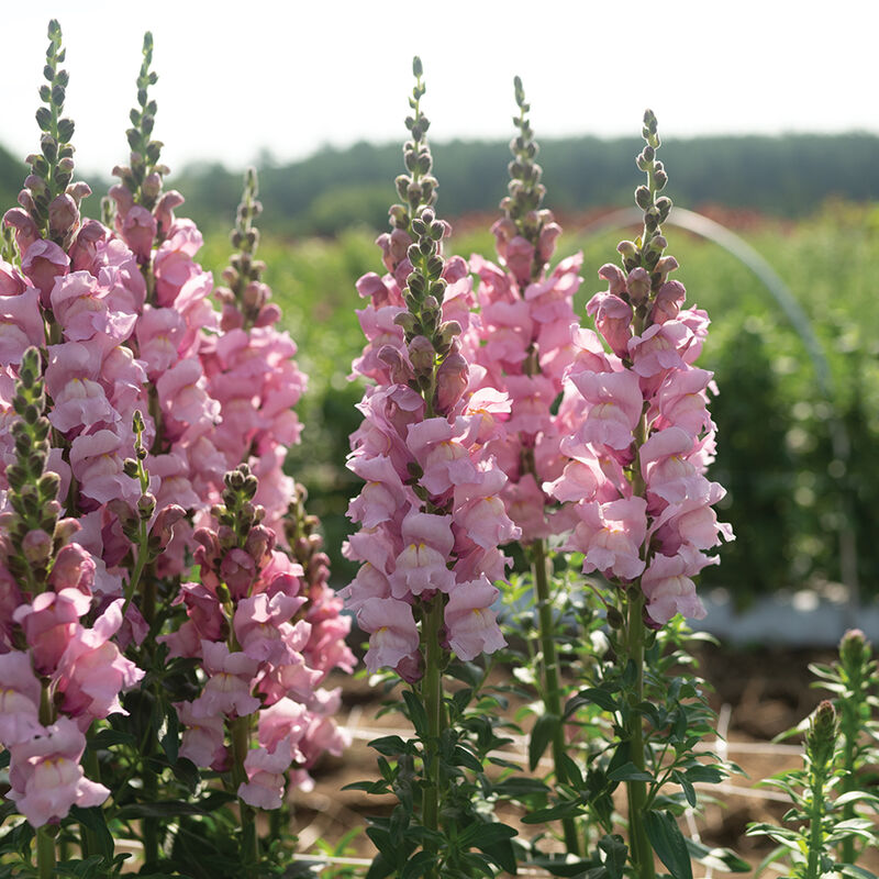 Lejongap 'Cannes Lavender II-III' F1