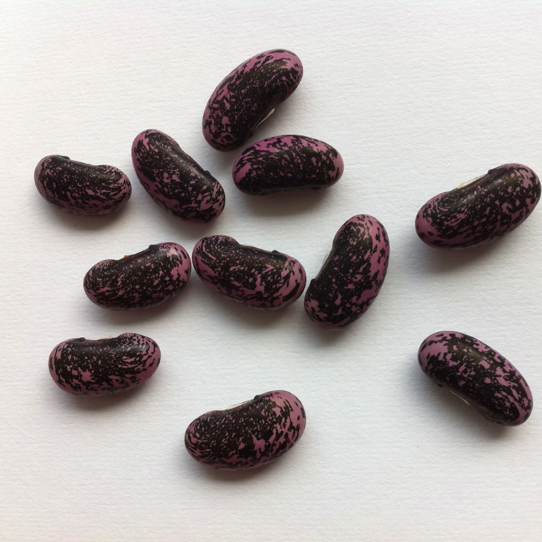 Rosenböna - Lady Di