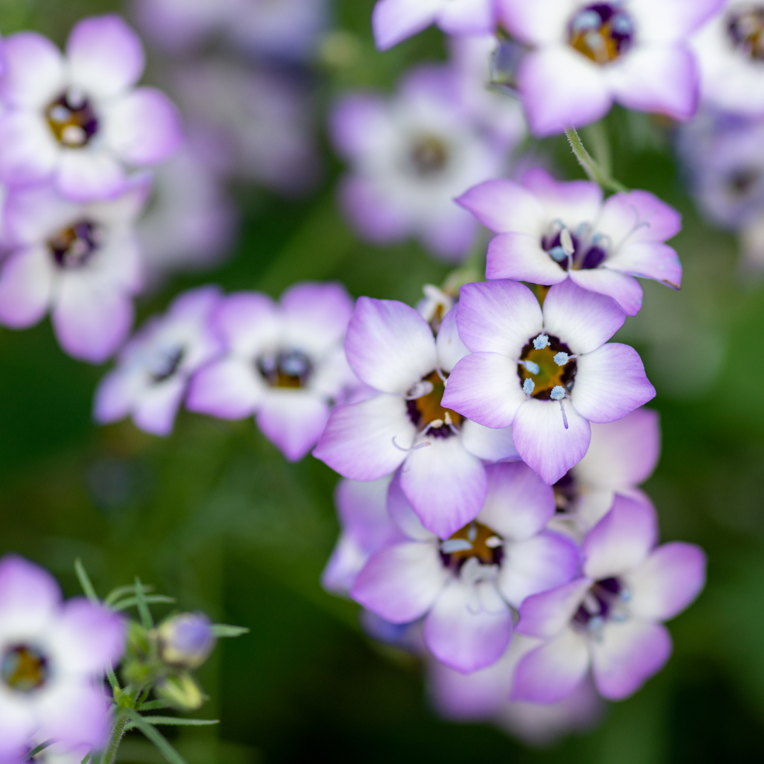 Bukettgilia - Tricolor