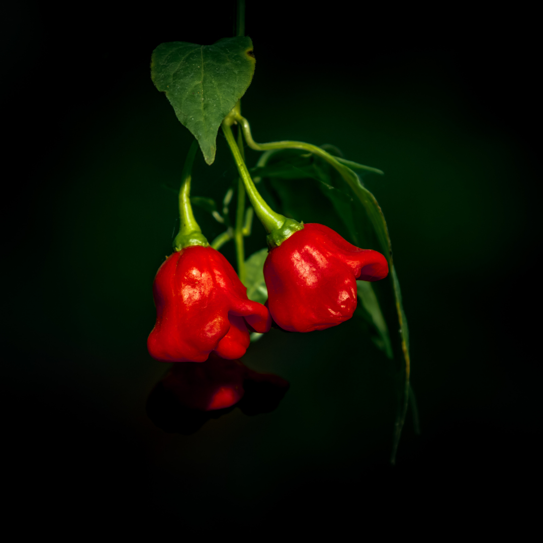 Chili - Okrasny Zvonek Red