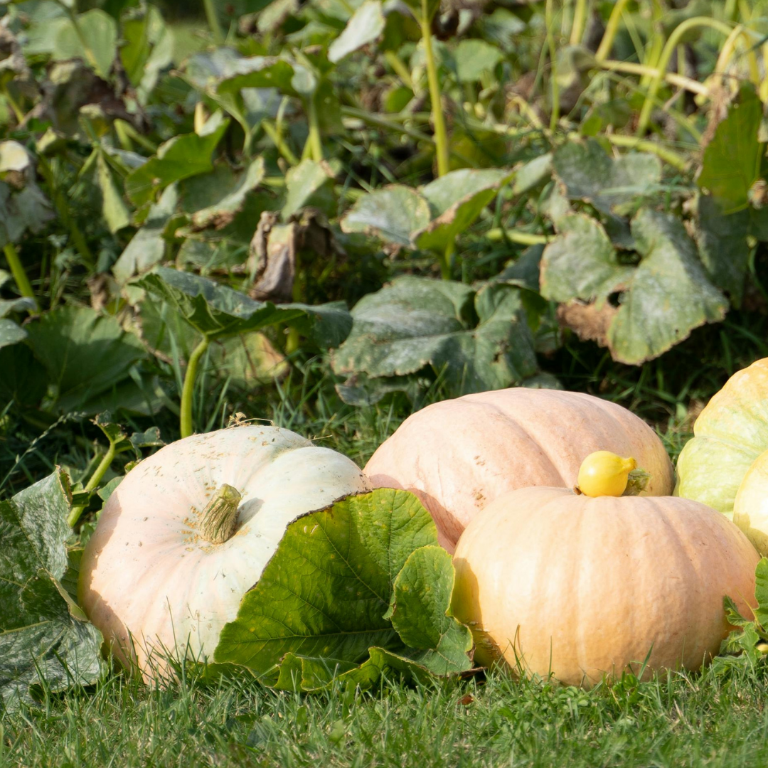 Pumpa - Gele Reuzen - Gele Centenaar