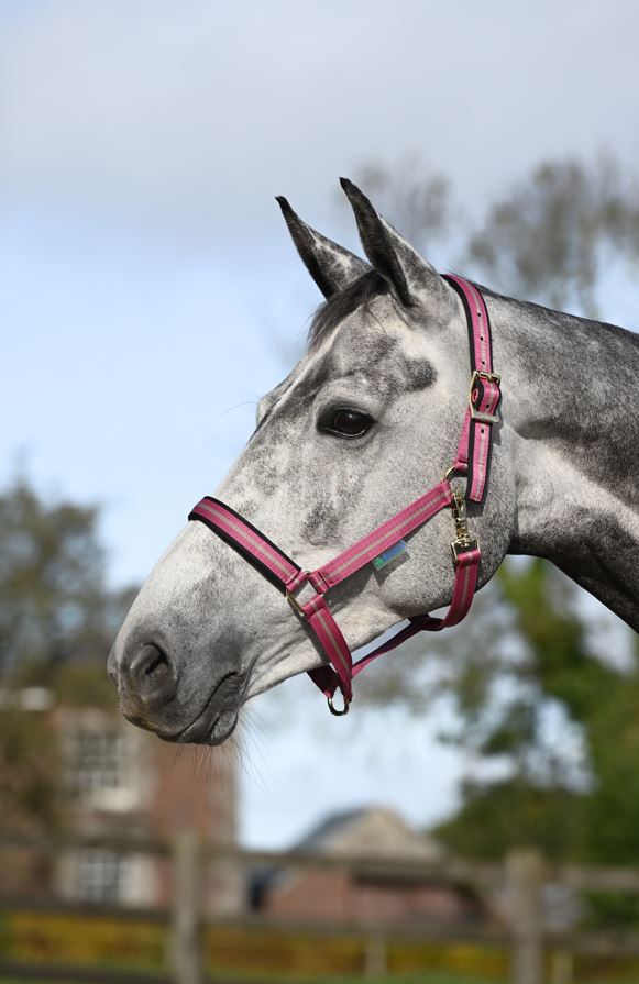 Bucas Dublin Fölgrimma - Raspberry