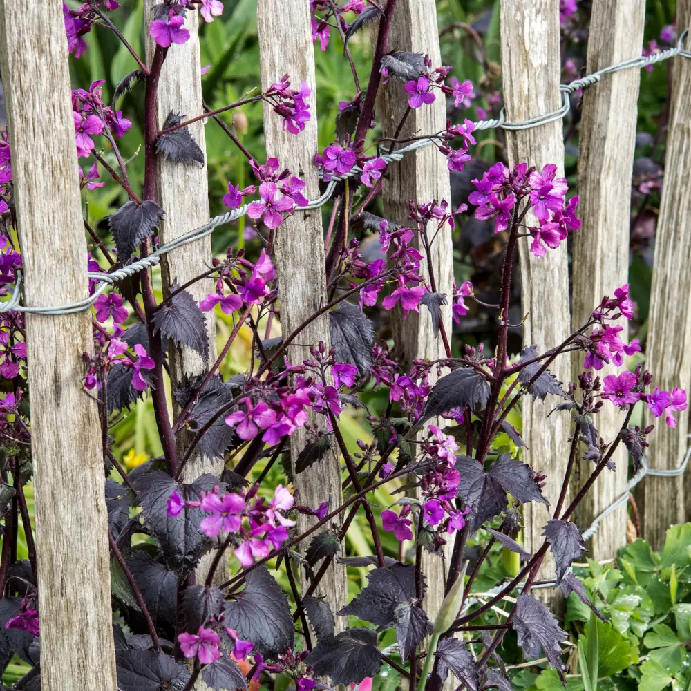 Judas Silverpenningar 'Chedglow'