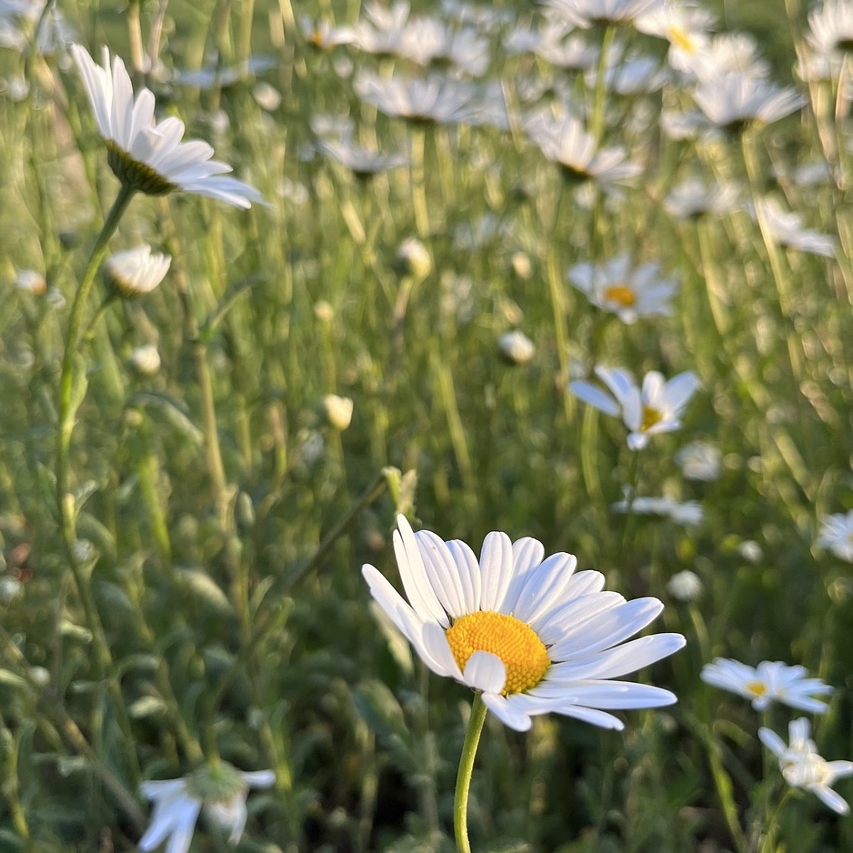 Prästkrage 'May Queen'