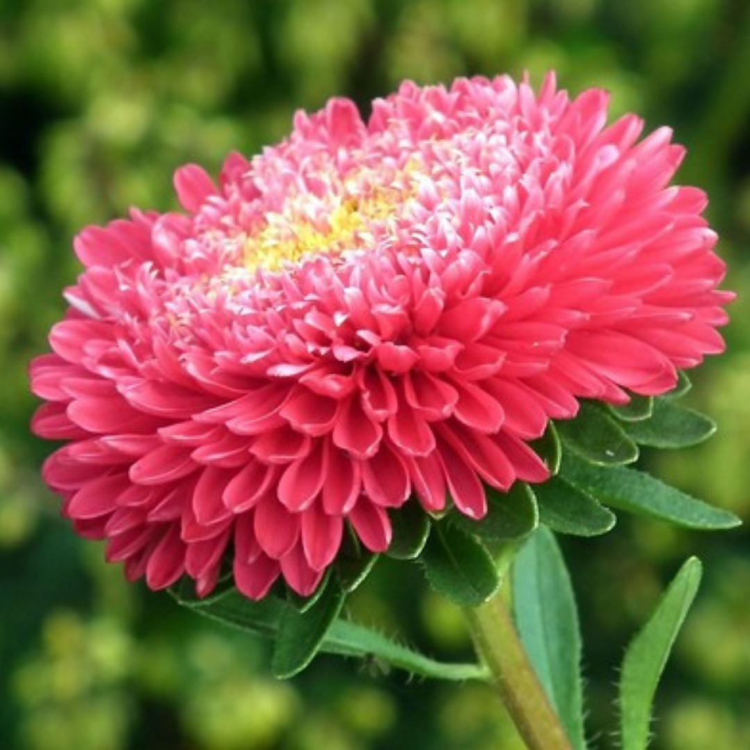 Sommaraster - Tall Princess Bright Red