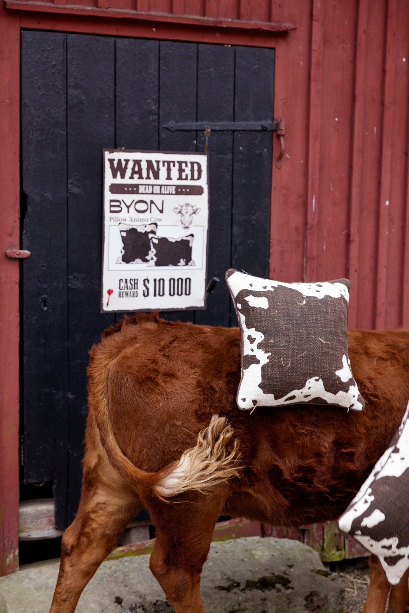 BYON Kudde Anima cow  - 4