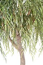 Willow, planta artificial
