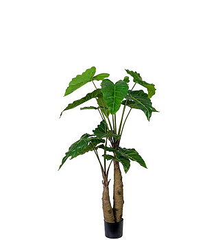 Alocasia 150 cm