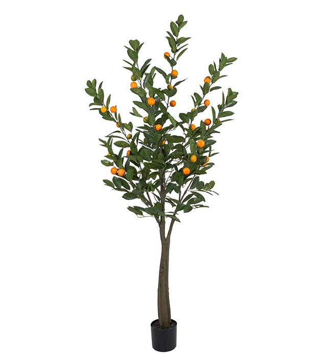 Citrus 180cm