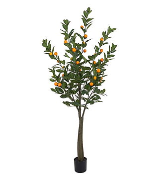 Citrus 180cm