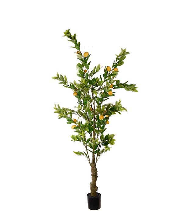 Citronträd 240 cm