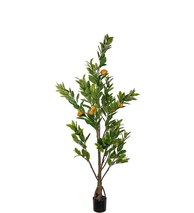 Citronträd 180 cm