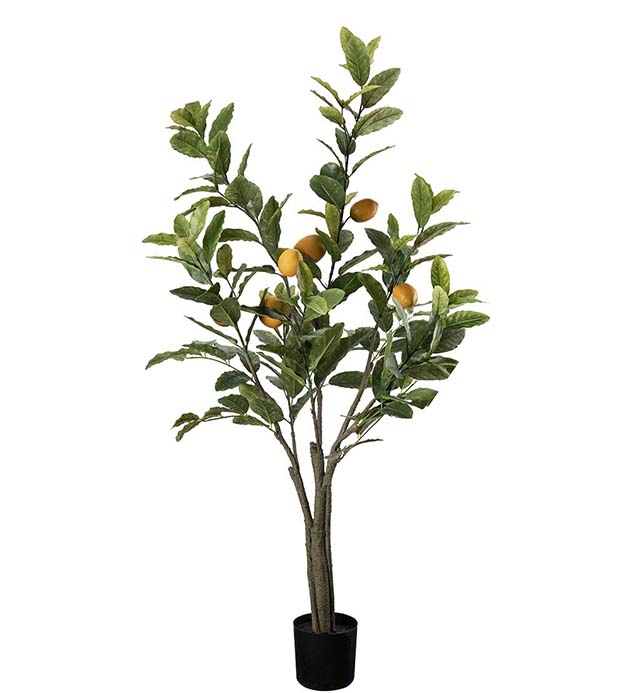 Citronträd 120 cm