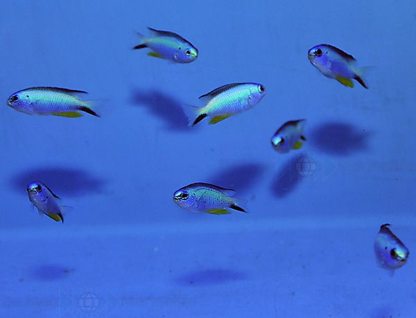 Pomacentrus alleni (reef safe)