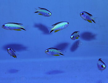 Pomacentrus alleni (reef safe)
