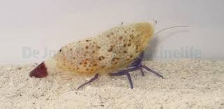 Saron rectirostris 