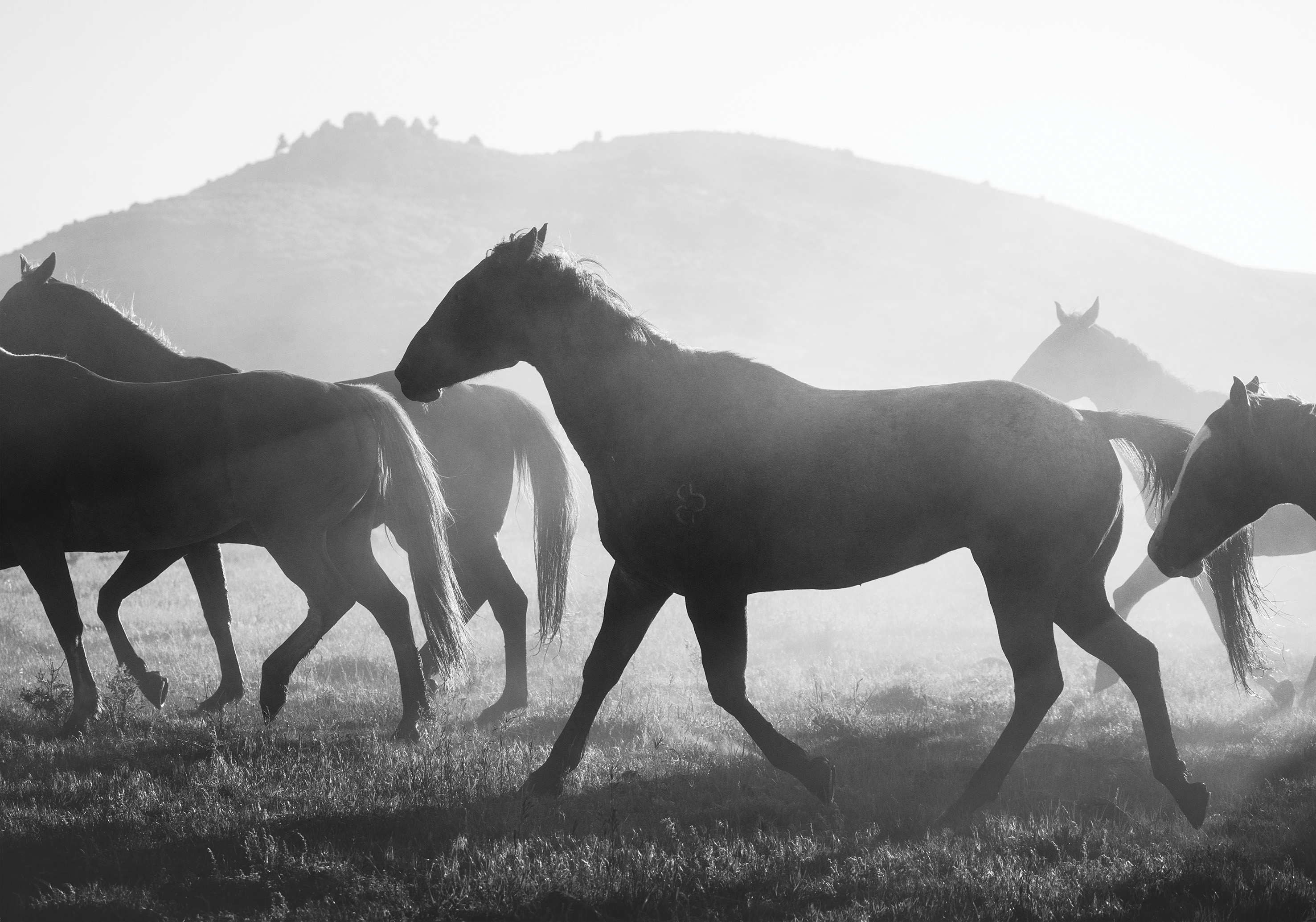 Herd Of Horses - Poster - 2