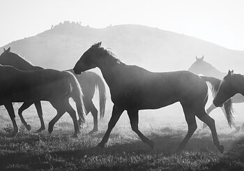 Herd Of Horses - Poster