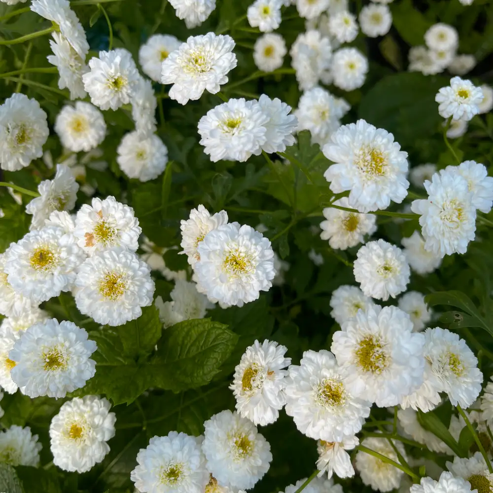 Vitpytta 'The Pearl'