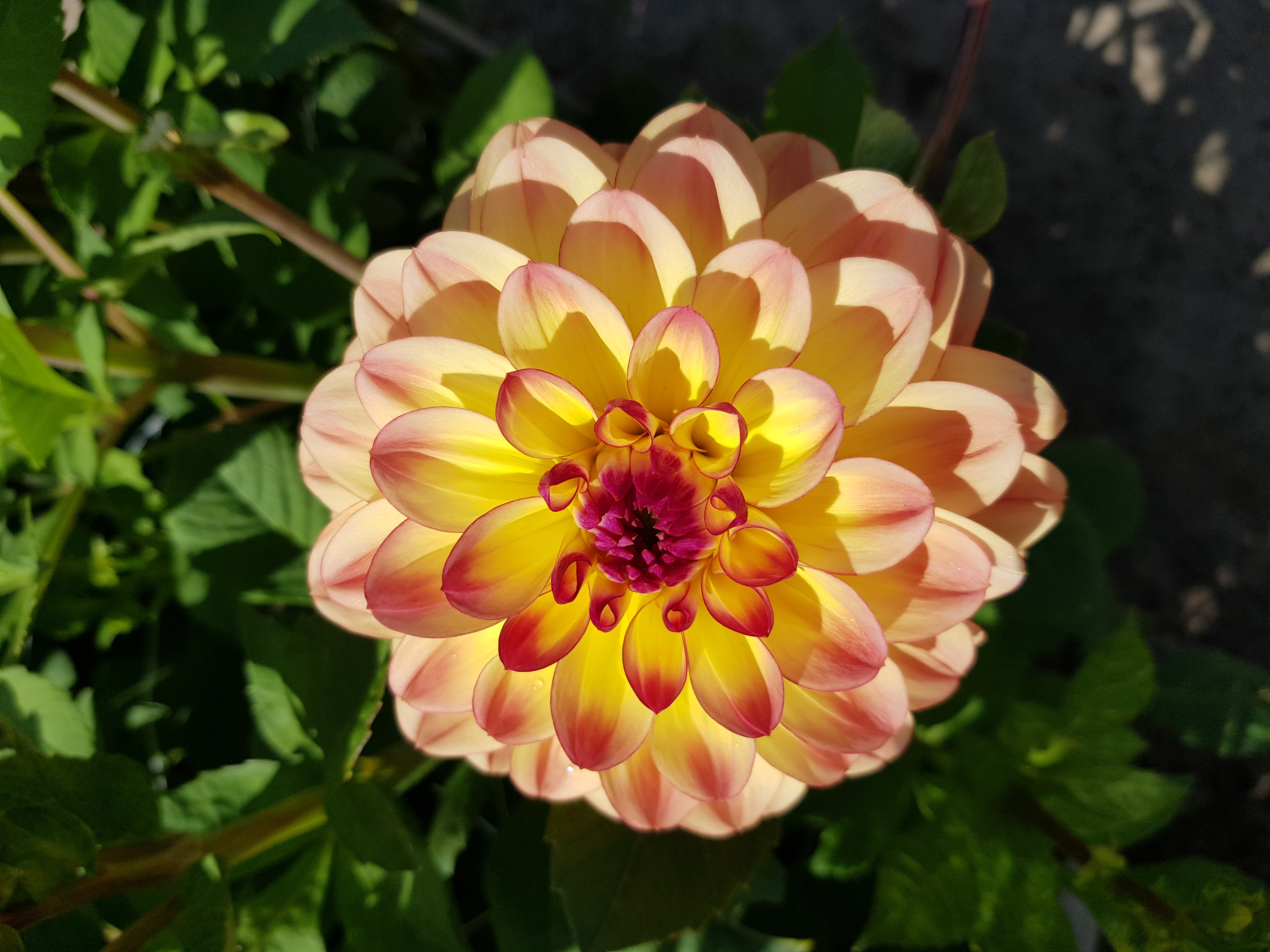 Dahlia knöl Jowey Julie dekorativ småblommig,Nyhet 2026!