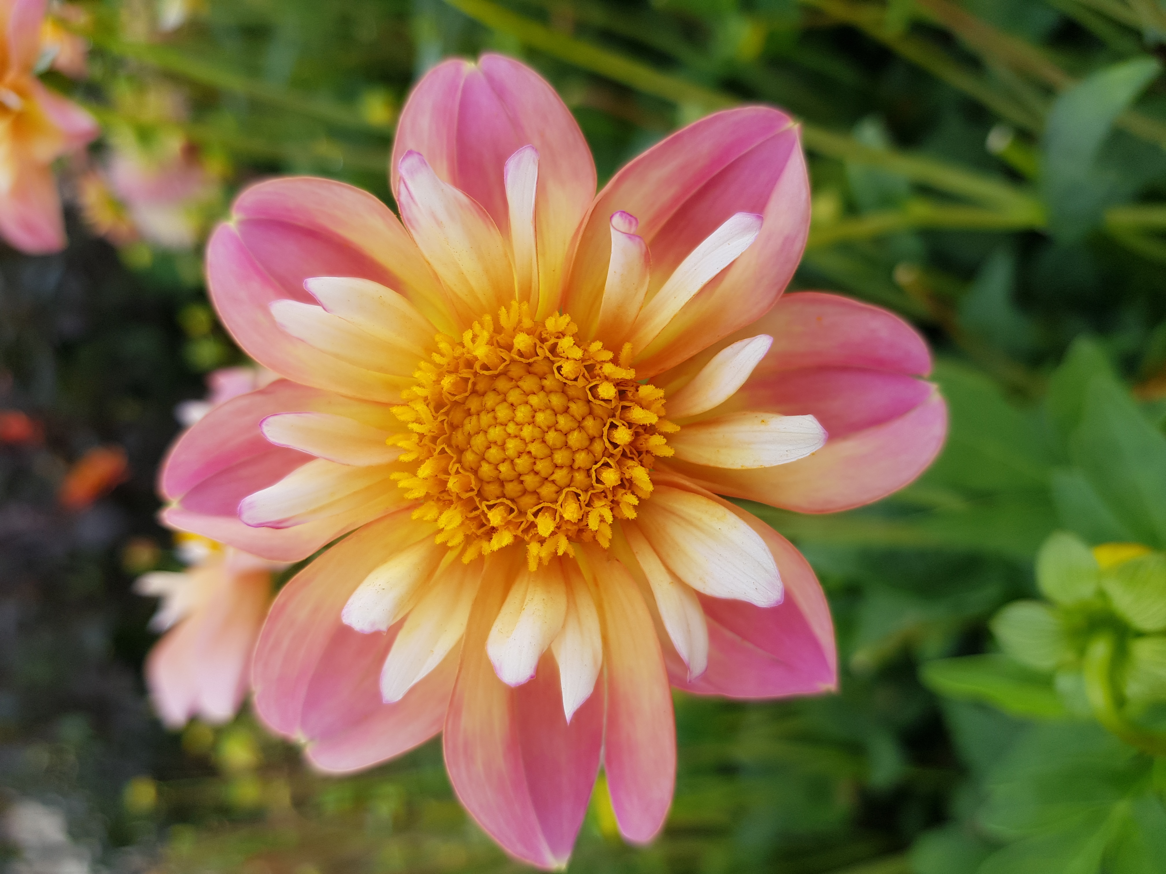 Dahlia knöl Pepita Pink Halskråsdahlia ,Nyhet 2026!