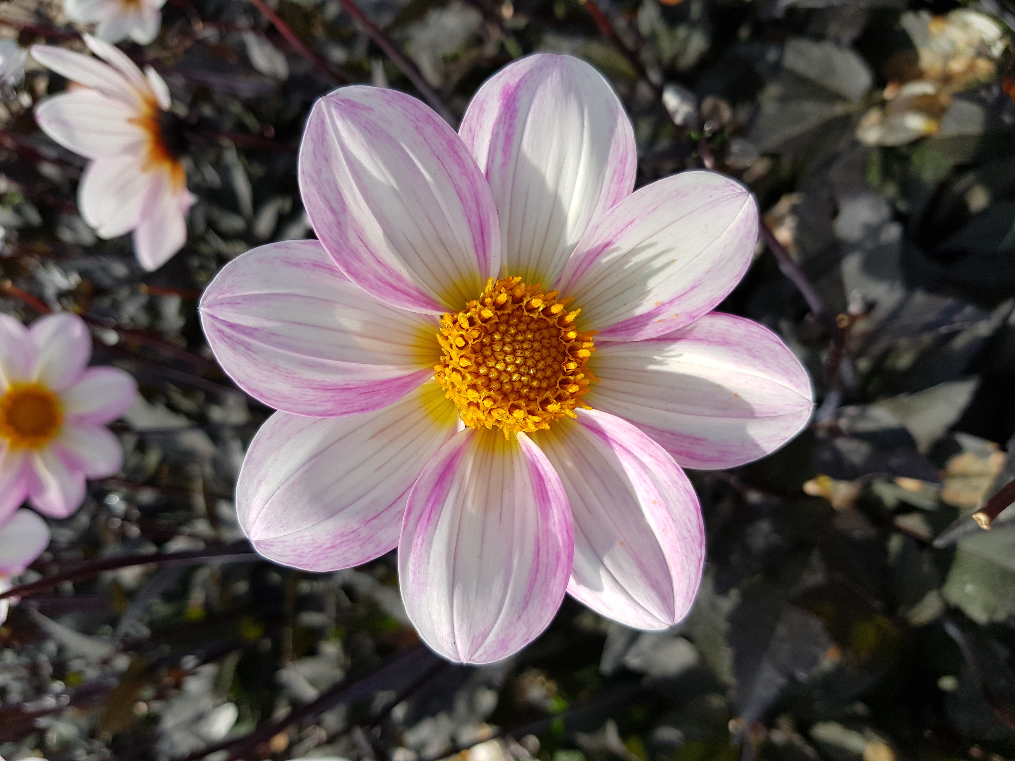 Dahlia knöl Dahlegria White enkelblommande ,Nyhet 2026!