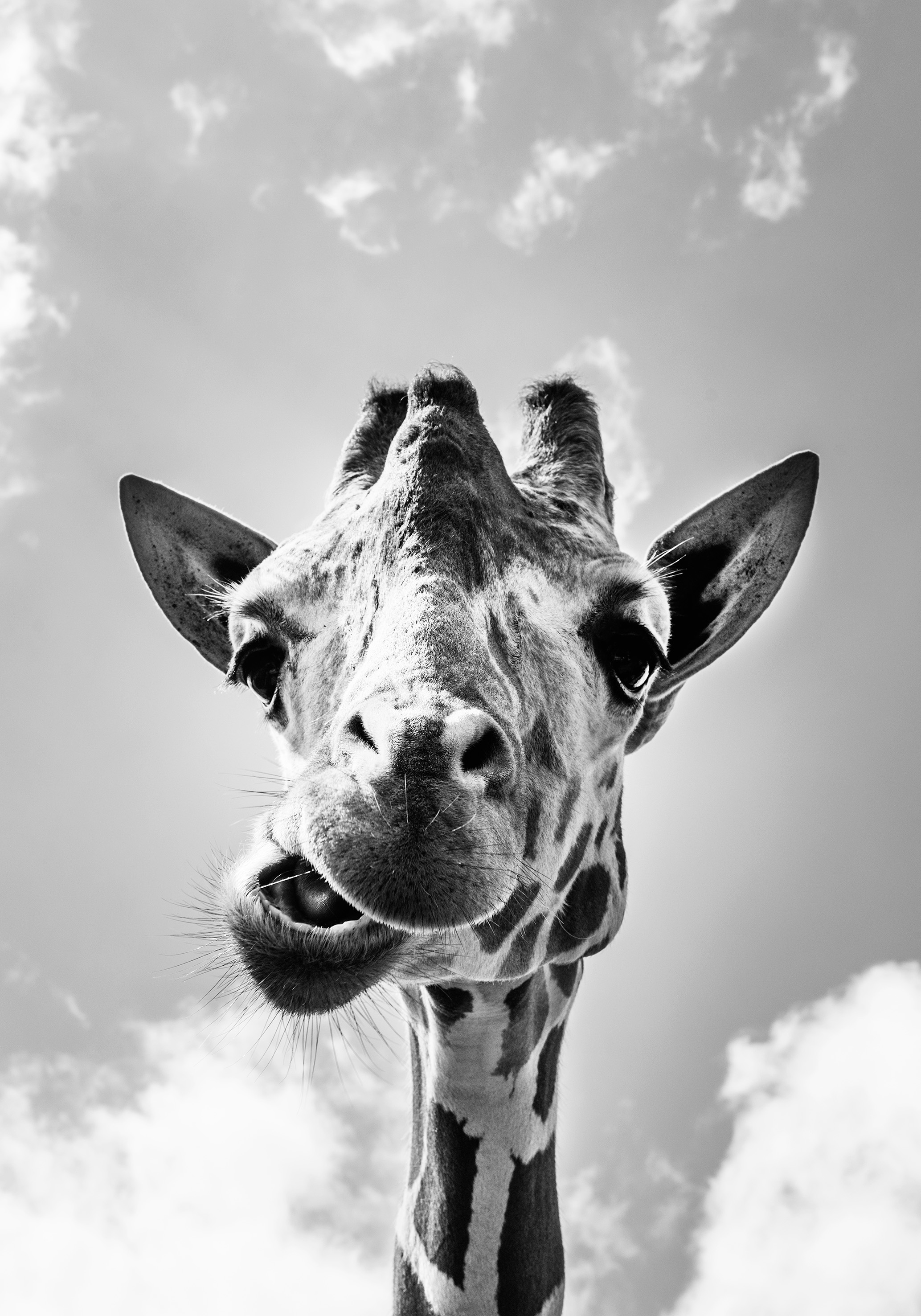 Giraff - Poster - 2