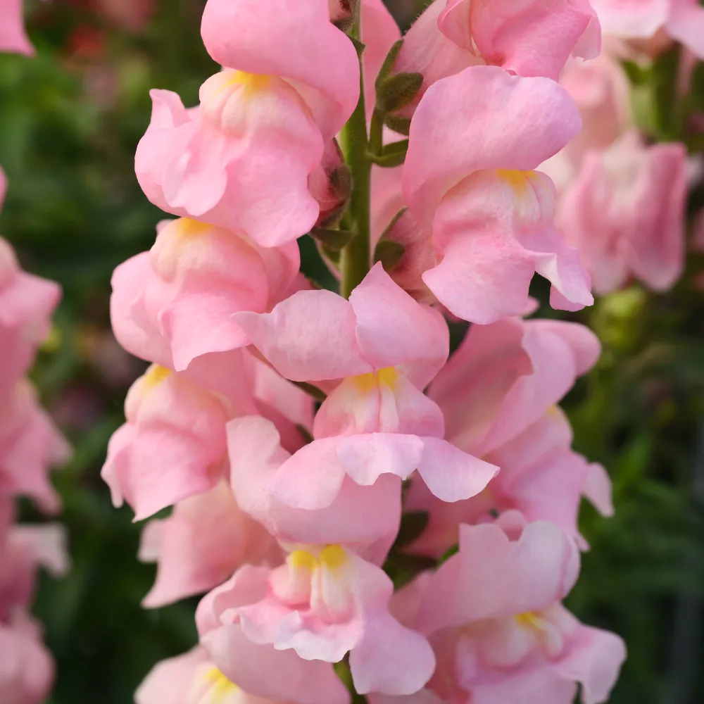 Lejongap 'Rocket Pink' F1