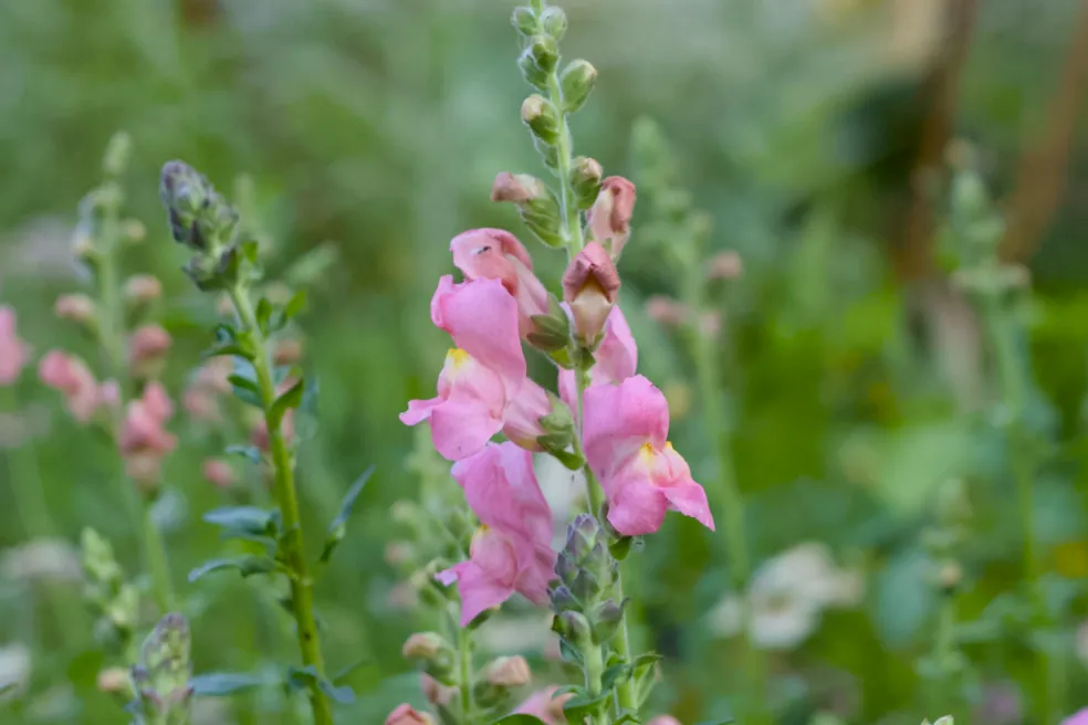 Lejongap 'Rocket Pink' F1