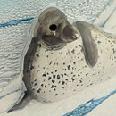 Staffan Johnson (WWF 1990) White Wall Plaque with Seal Motif 32 cm