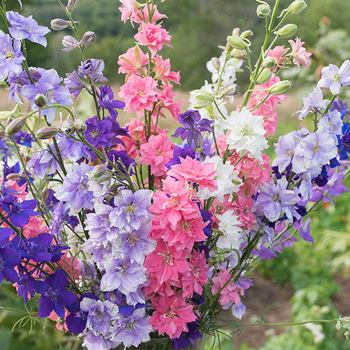 Romersk Riddarsporre 'Imperial Mixed'