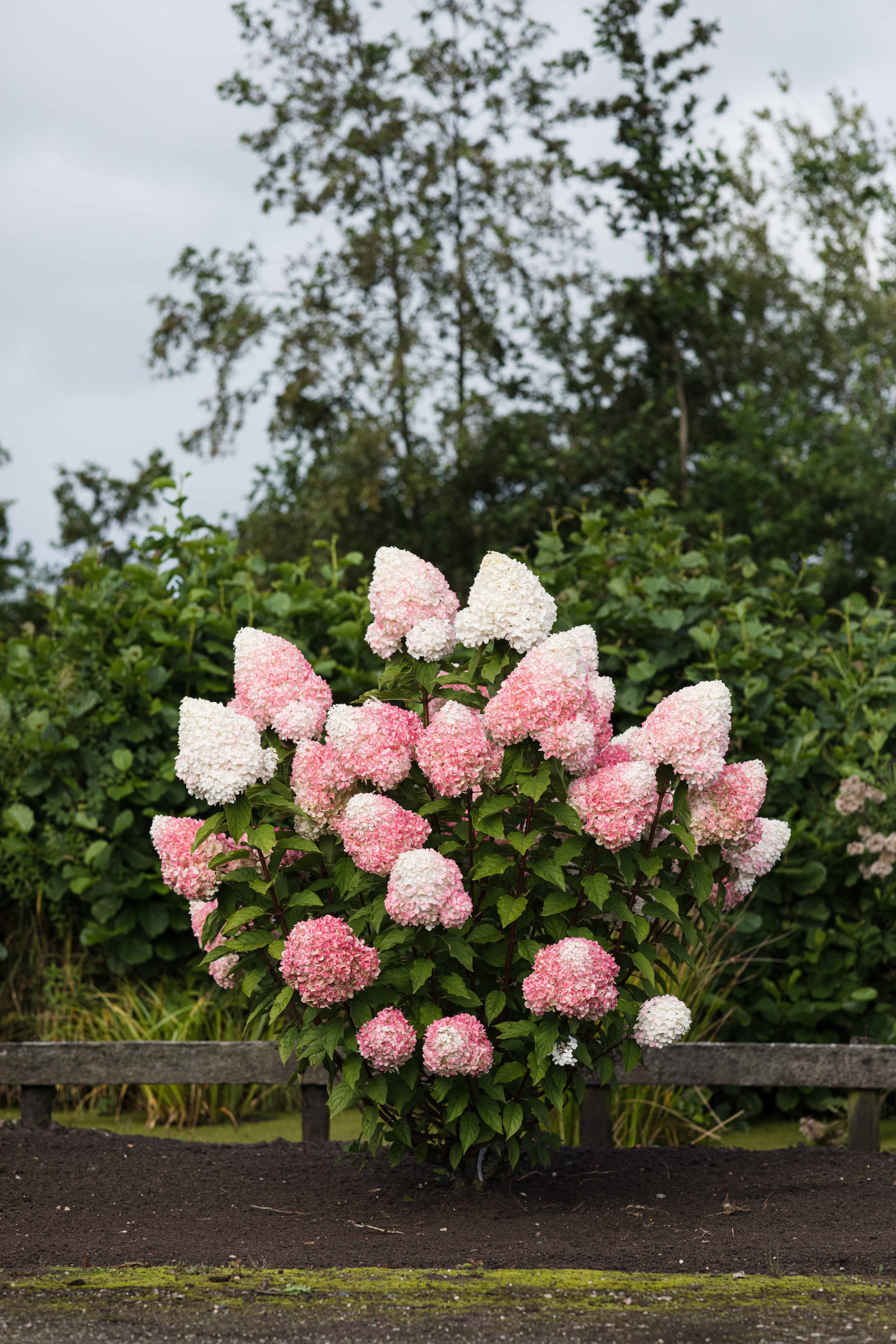 Hortensia Pink and Rose  barrotad - 2