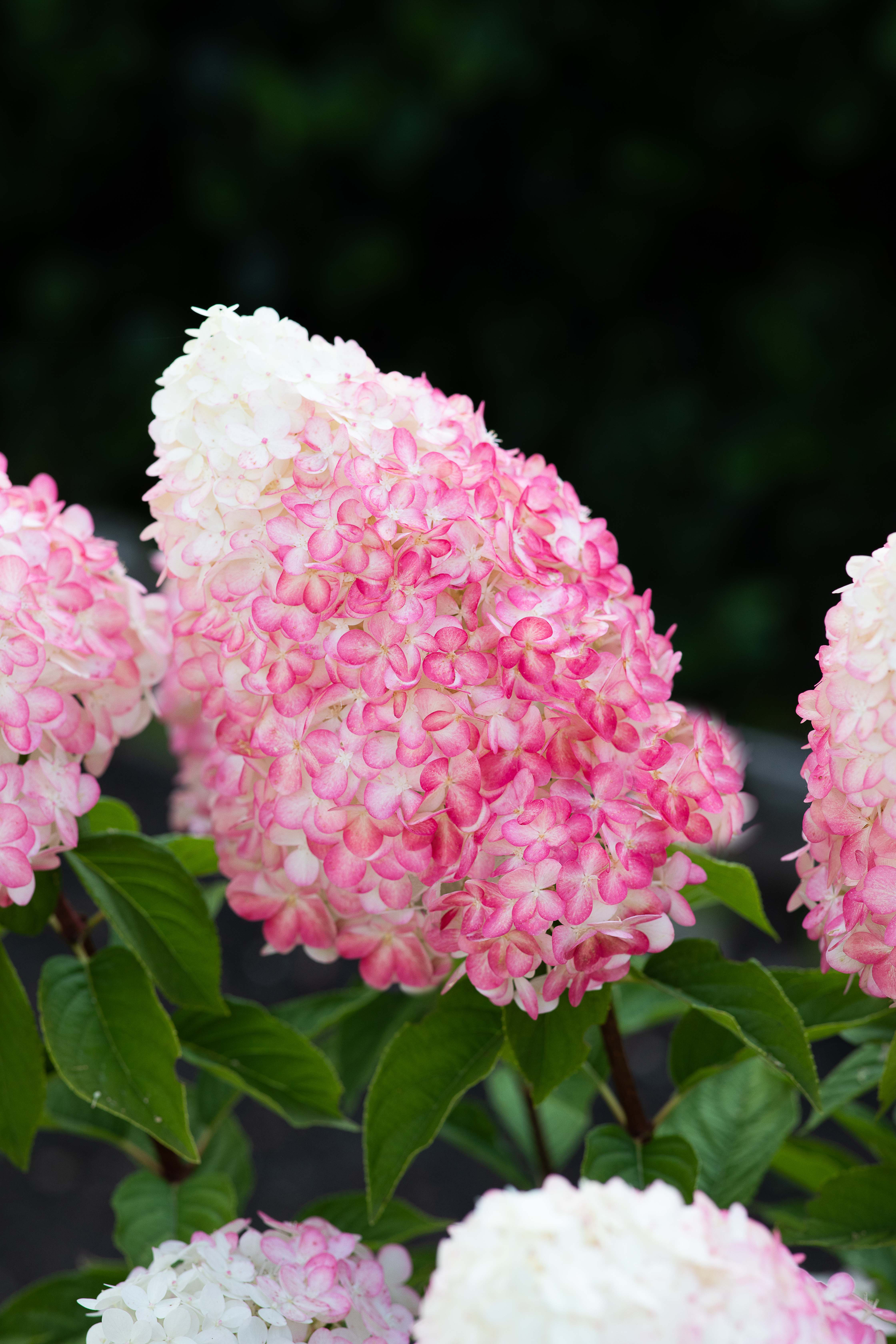 Hortensia Pink and Rose  barrotad