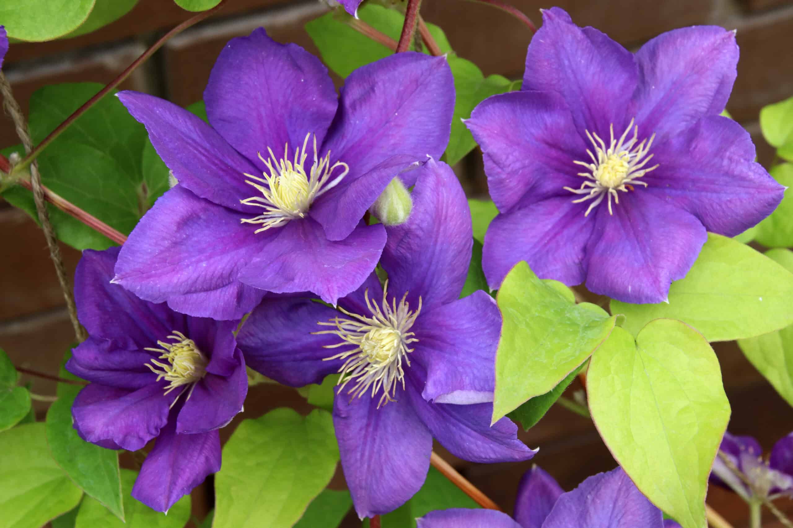 Clematis Jackmanii  barrotad 