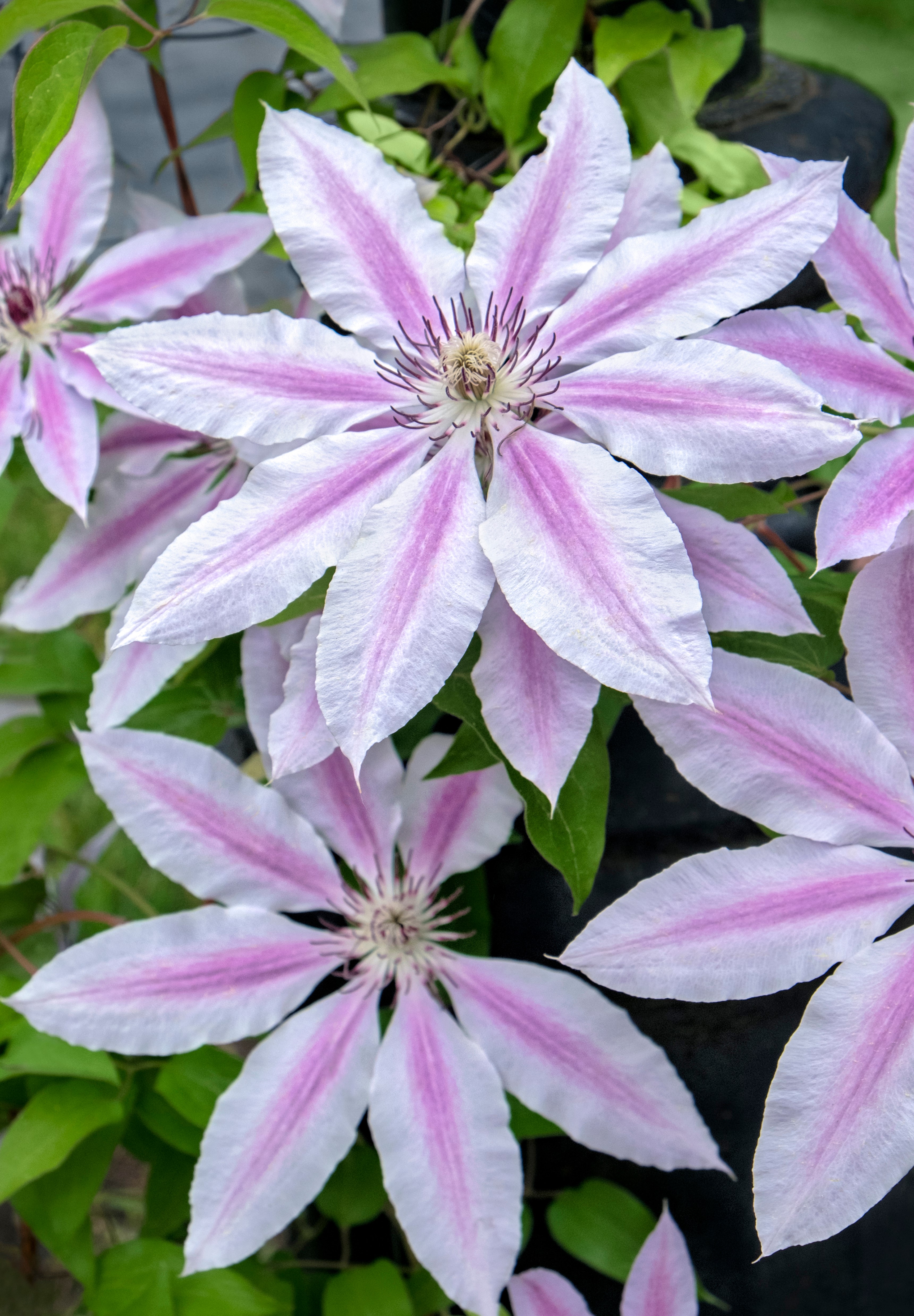 Clematis Nelly Moser barrotad 