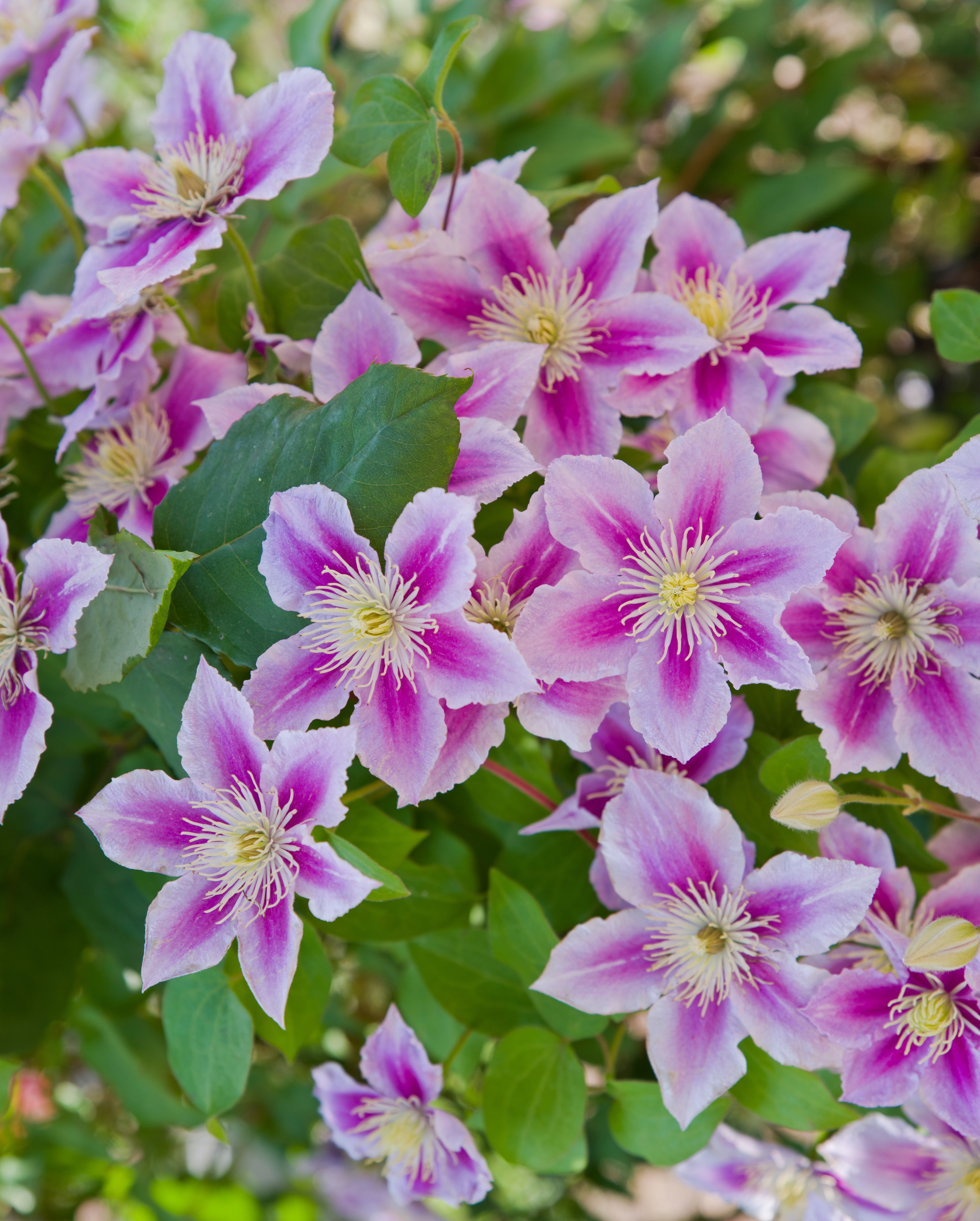 Clematis Piilu barrotad