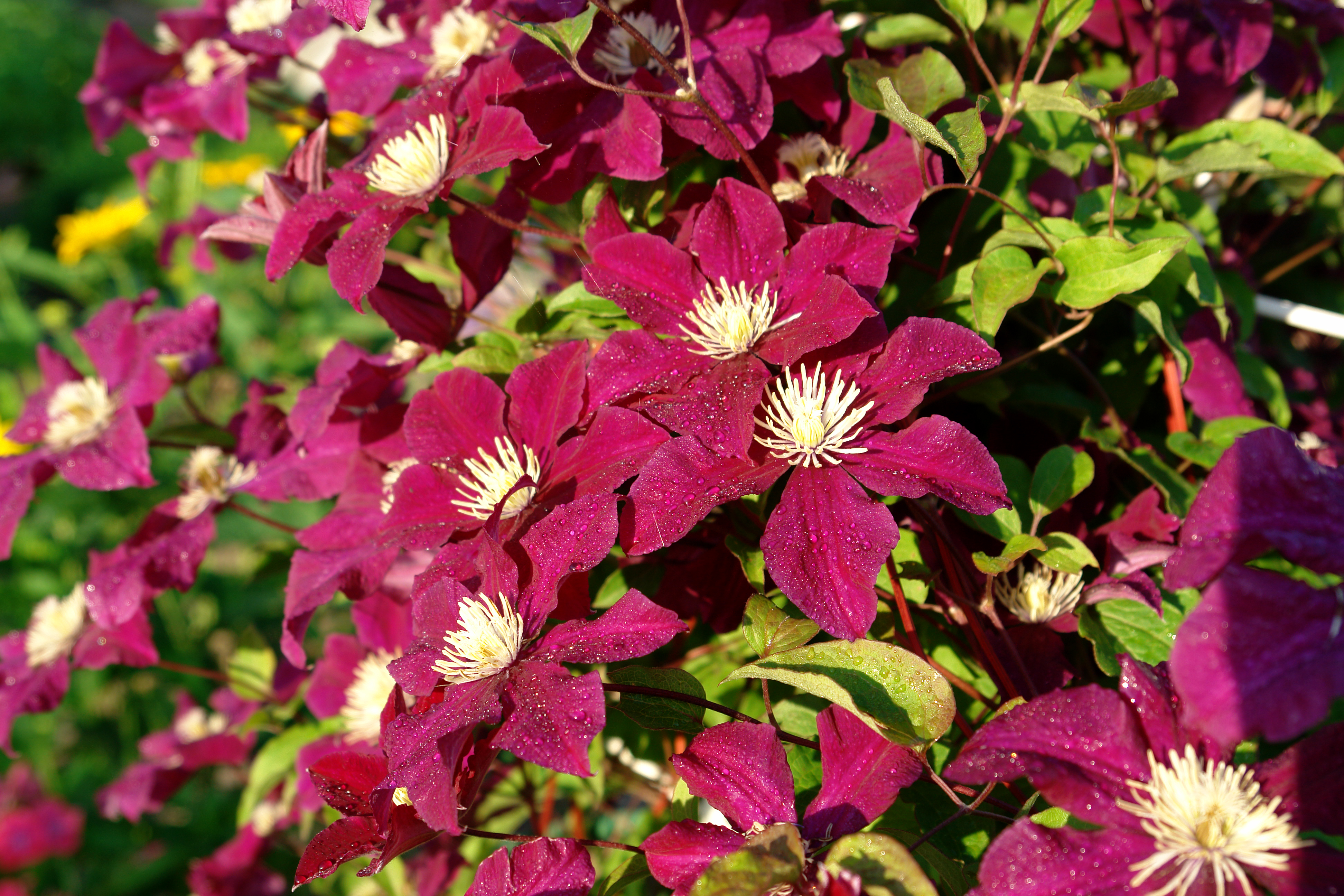 Clematis Rouge Cardinal barrotad  
