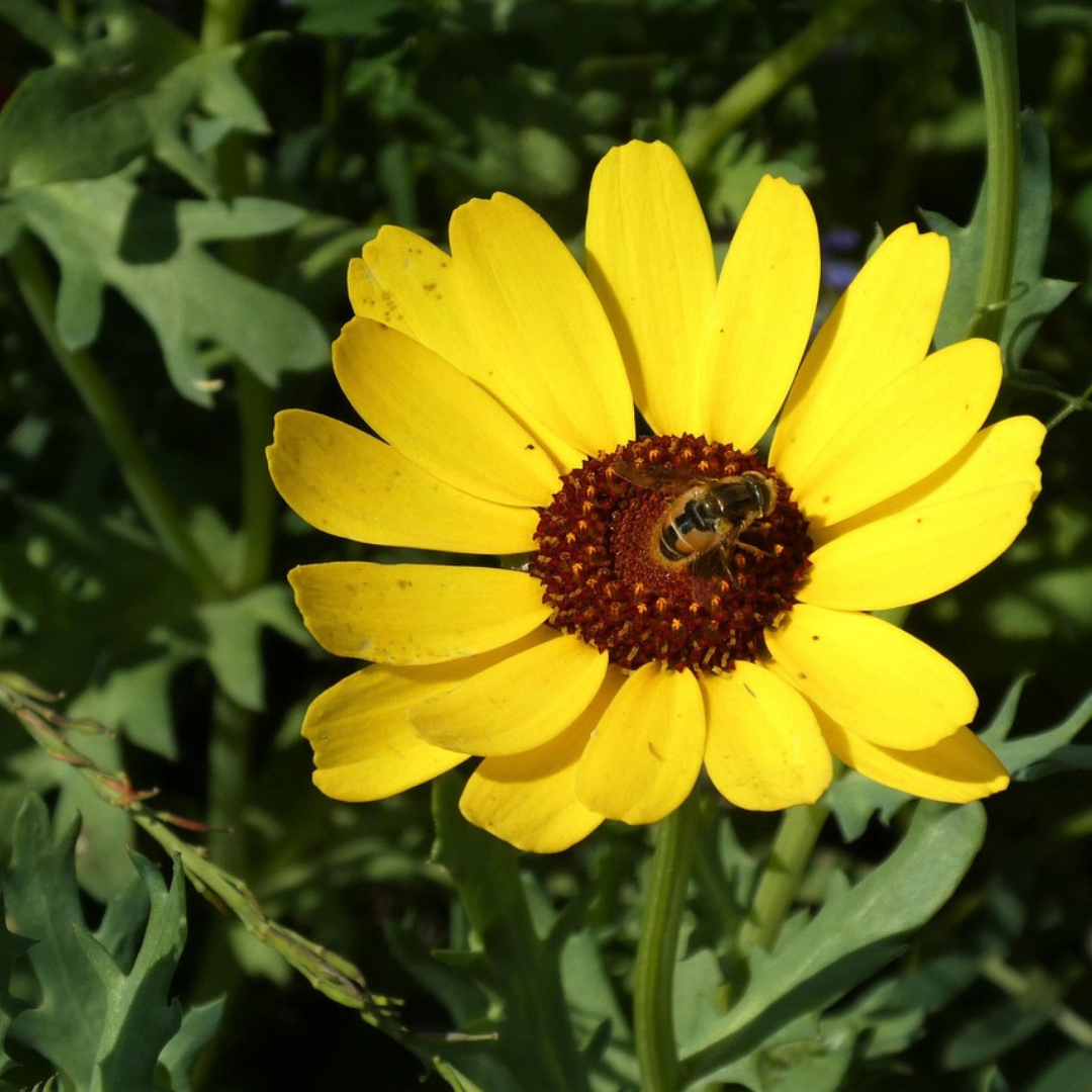 Brokkrage - Eldorado