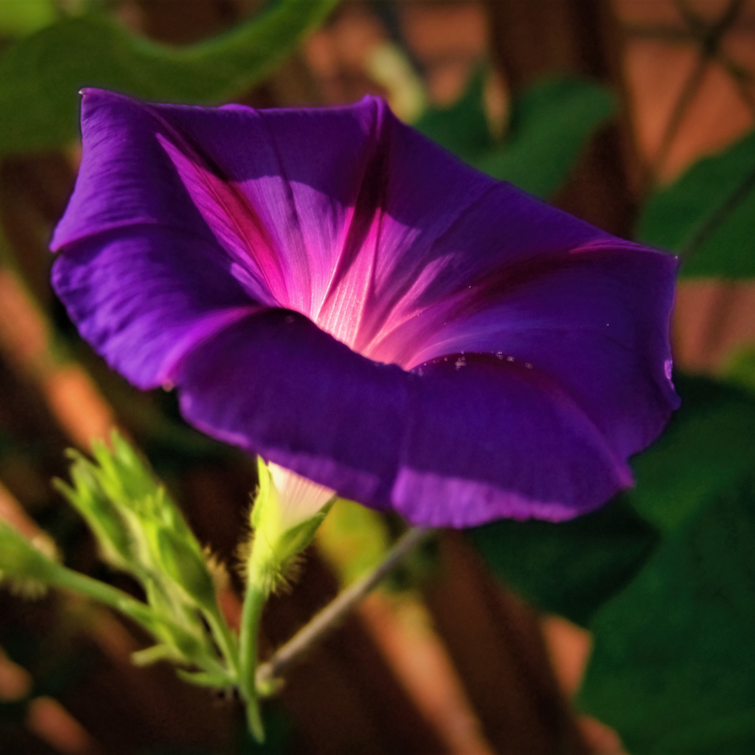 Purpurvinda - Wetterleuchten