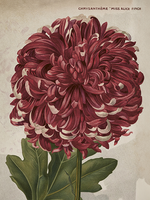 Miniposter "Krysantemum" 18x24 cm - Sköna Ting
