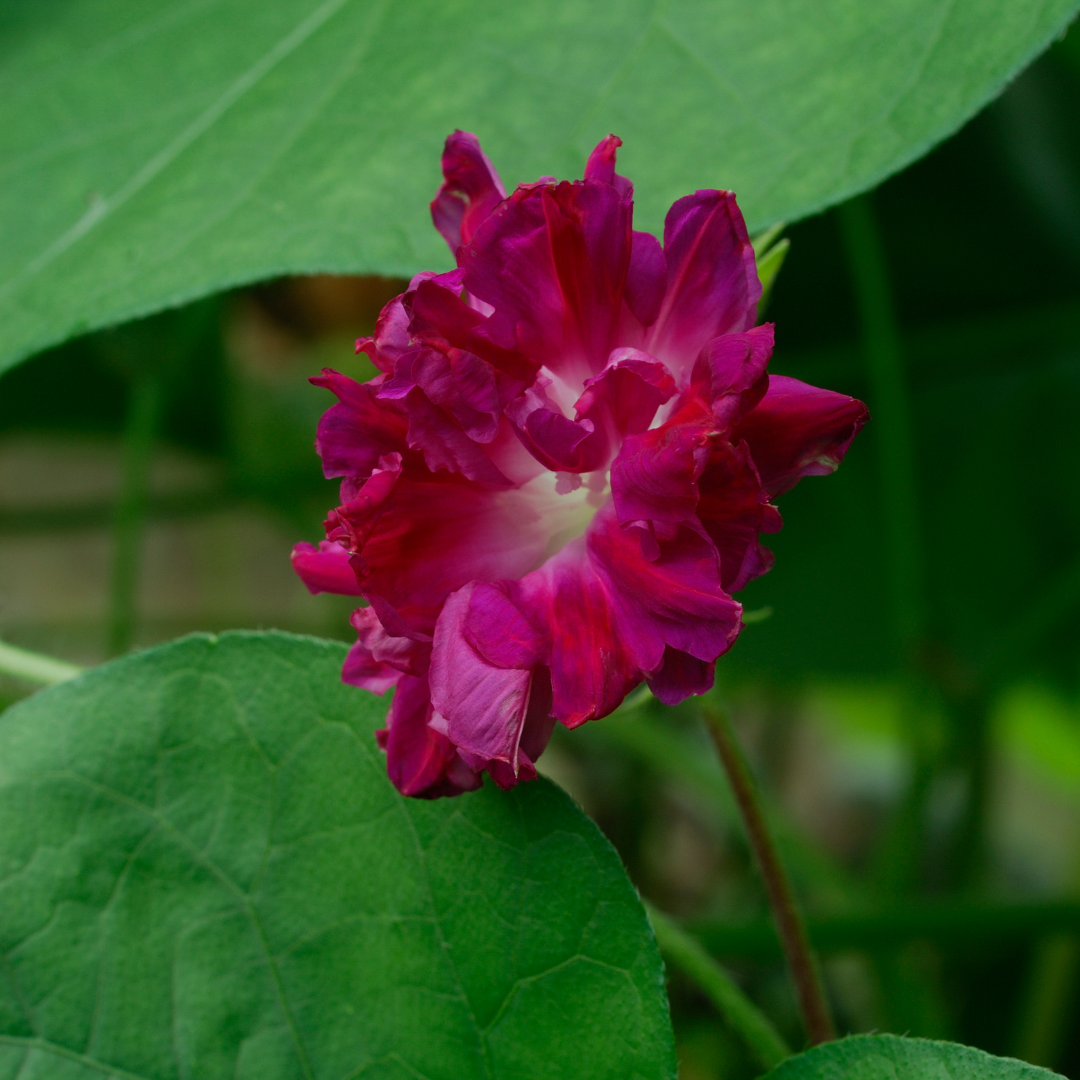 Purpurvinda - Sunrise Serenade