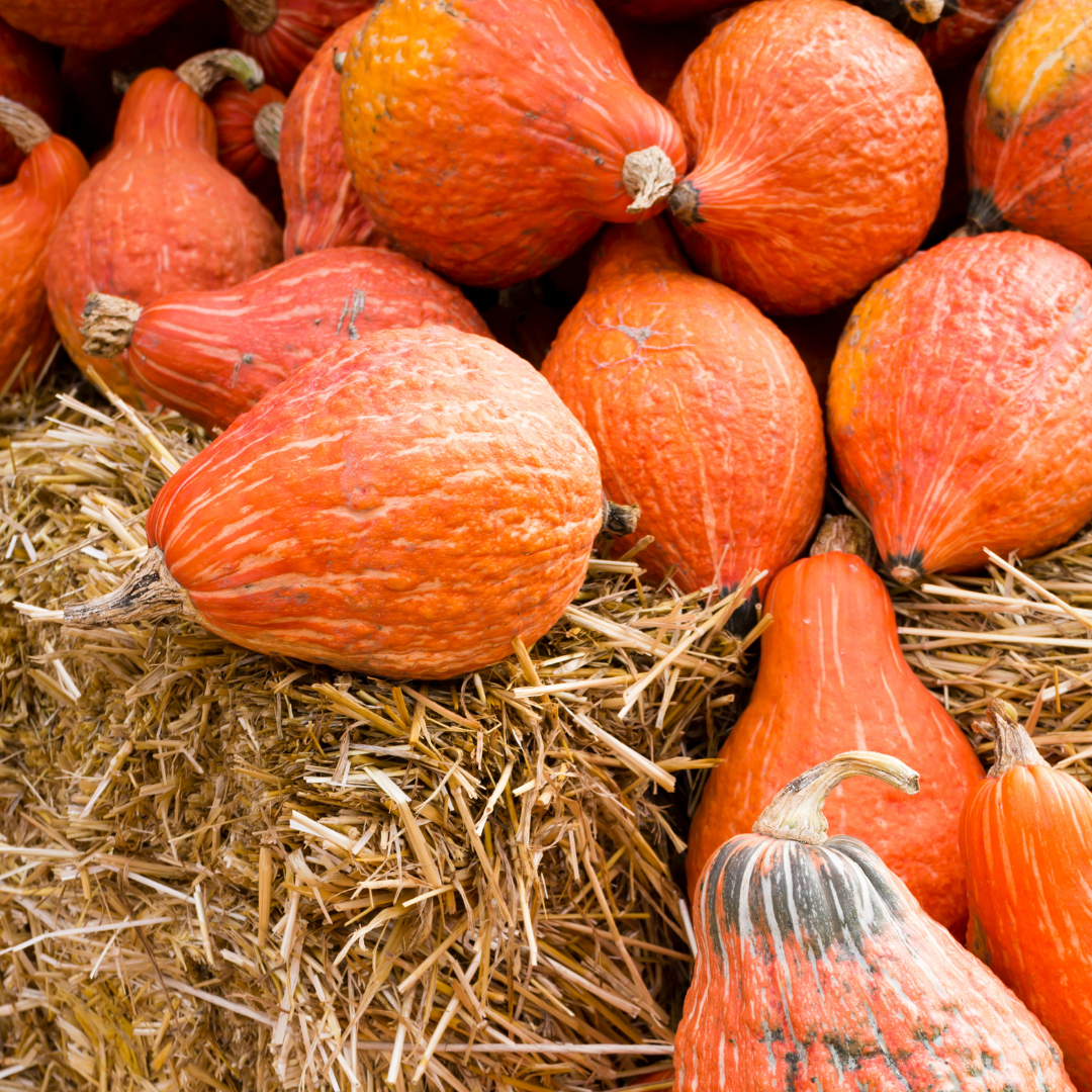 Pumpa - Golden Hubbard