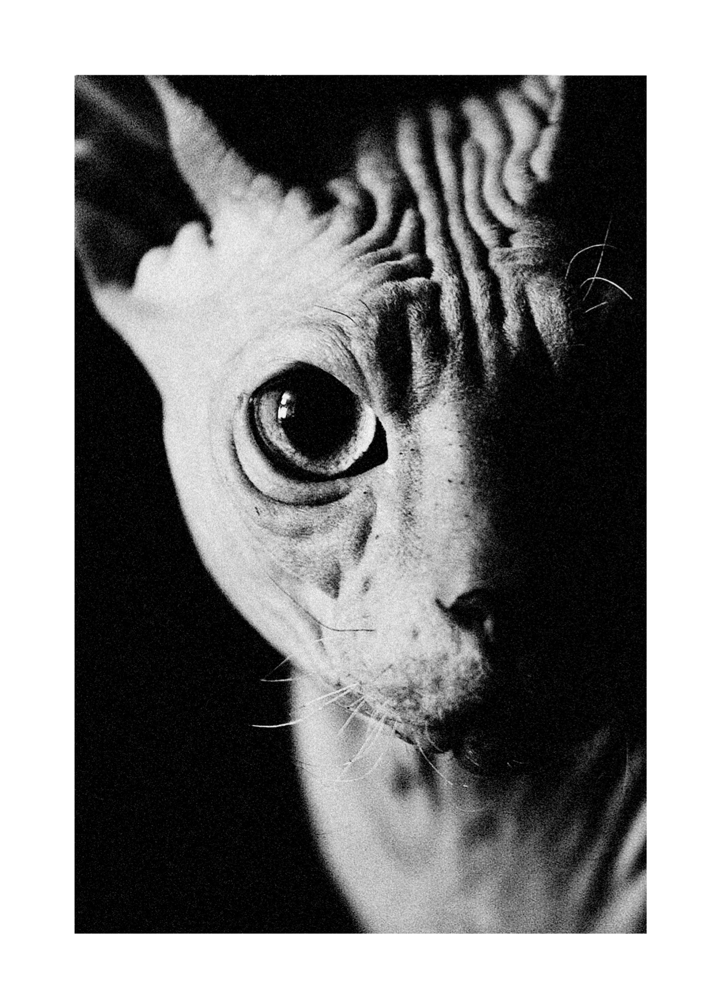 Evil Cat - Poster - 2