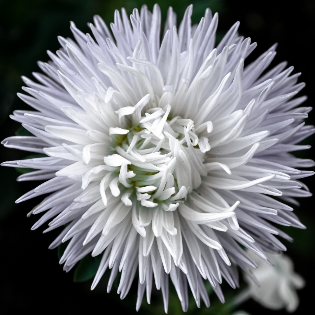 Sommaraster - Nova White